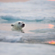 Image for article titled The best nature photo of the year is this badass polar bear